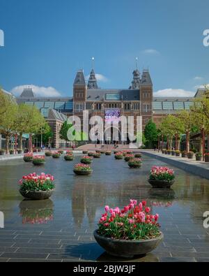 Amsterdam Netherlands April 2020, almost empty Amsterdam Rijksmuseum square during the corona covid 19 outbreak virus in Europe with spring tulips in Stock Photo