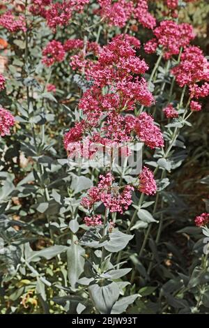 plants of red valerian in full blooming Stock Photo