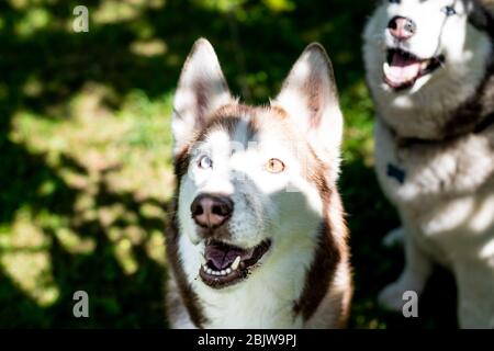 Two dogs sitting near house waiting for his master. Siberian husky on a background of the countryside.Couple of Siberian husky dogs. Dog against the Stock Photo