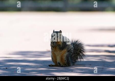 A cute, fuzzy Eastern Fox Squirrel sitting up on its haunches in a shady spot on a sidewalk while holding a nut or piece of food in its tiny paws on a Stock Photo