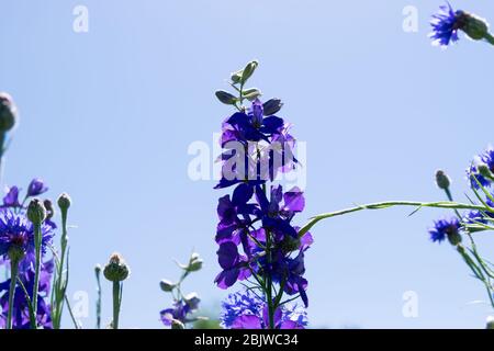 Beautiful view looking up from below a dark purple Bluebonnet flower growing in a city park on a sunny afternoon with a cloudless sky. Stock Photo