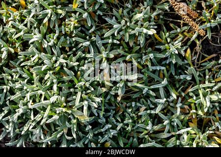 Cerastium covered the earth. Ground Cover Plant. Stock Photo