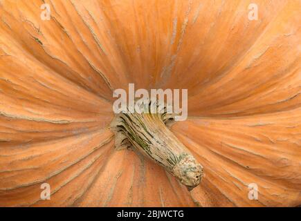 Close up of an orange pumpkin Stock Photo