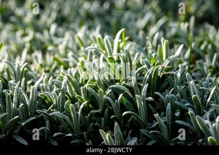 Cerastium covered the earth. Ground Cover Plant. Stock Photo