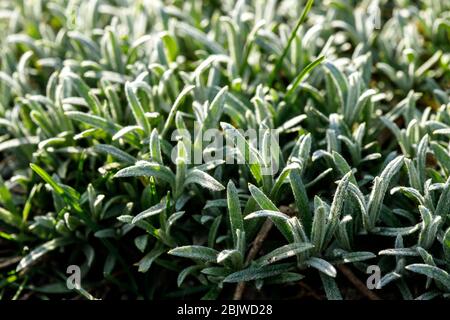 Cerastium covered the earth. Ground Cover Plant. Stock Photo