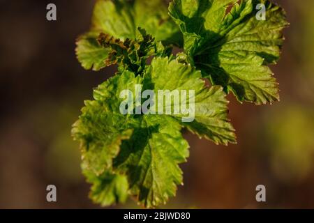 Currant bush in the spring. Growth. Greens appear. Stock Photo