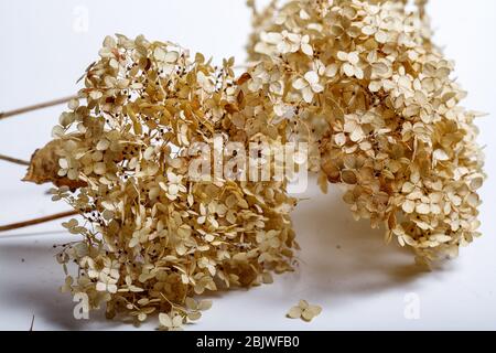 dried flowers isolated on white background Stock Photo