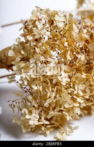 dried flowers isolated on white background Stock Photo