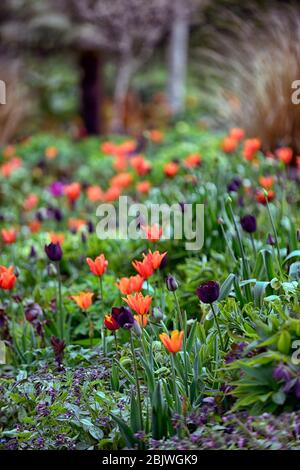 tulipa ballerina,tulipa paul scherer,orange and black tulips,lily flowered tulip,tulip,tulips,mix,mixed combination,border,bed,red,orange,purple,grass Stock Photo