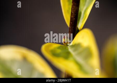 A small insect beetle in a spring garden sits on a green leaf of a plant Stock Photo