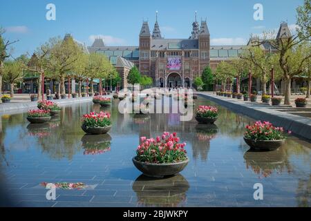 Amsterdam Netherlands April 2020, almost empty Amsterdam Rijksmuseum square during the corona covid 19 outbreak virus in Europe with spring tulips in Stock Photo