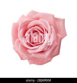 Beautiful pink rose isolated on white background. Pink rose blossom Stock Photo