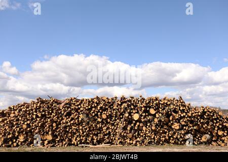 Side view of commercial timber, pine tree logs after clear cut of forest. uncontrolled deforestation. selective focus Stock Photo