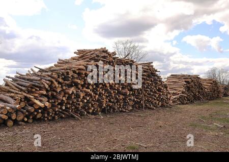 Side view of commercial timber, pine tree logs after clear cut of forest. uncontrolled deforestation. selective focus Stock Photo