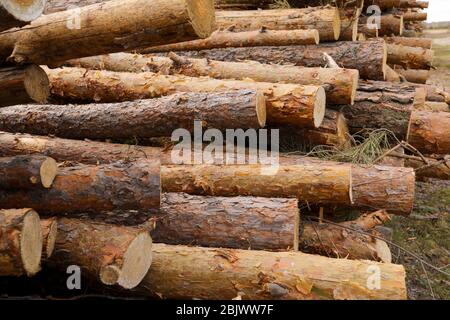 Side view of commercial timber, pine tree logs after clear cut of forest. uncontrolled deforestation. selective focus Stock Photo