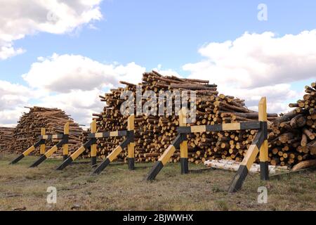 Side view of commercial timber, pine tree logs after clear cut of forest. uncontrolled deforestation. selective focus Stock Photo