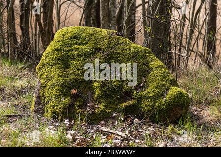 Moss covered rock Stock Photo