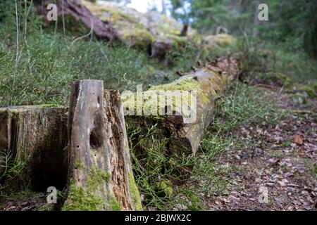 Decomposing fallen snag tree covered in moss Stock Photo