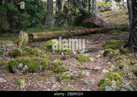 Moss covered round rocks, once beach rocks of Littorina Sea, next to fallen snag tree by Hanikka nature trail in Espoo, Finland Stock Photo