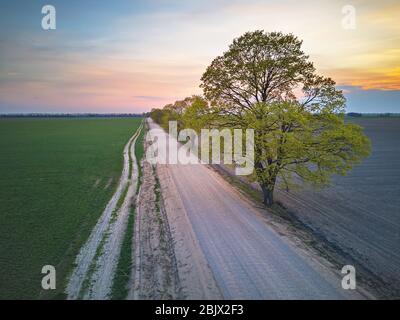 Rural dirt road with maple trees in spring fields. Beautiful countryside sunset scene. April evening in Belarus aerial view Stock Photo