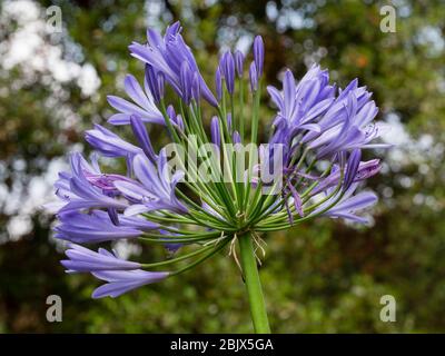 Globular head of blue lily flowers of the African lily, Agapanthus 'Big Blue' Stock Photo