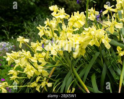 Yellow flowers of the South African Iris relative, Moraea alticola Stock Photo