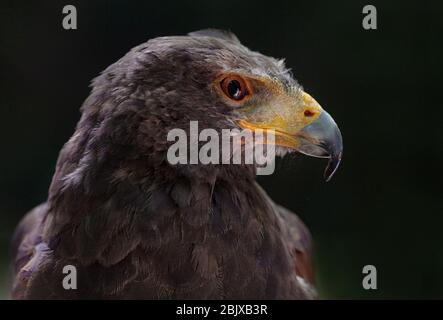 eagle head Stock Photo