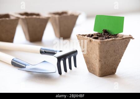 peat pot with empty label mock up. How to growing food at home on windowsill. Tools for seedlings and home gardening. Stock Photo