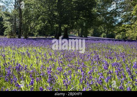 Woodland meadow/field/pasture full of bluebells. Stock Photo