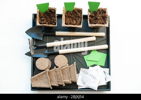 three peat pots with empty label mock up. How to growing food at home on windowsill. Tools for seedlings and home gardening. Stock Photo