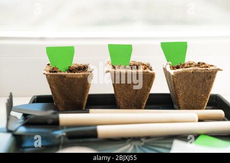 three peat pots with empty label mock up. How to growing food at home on windowsill. Tools for seedlings and home gardening. Stock Photo