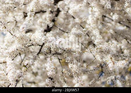 Lush blooming Bird cherry branch, Prunus padus, white spring flowers. Copy space Stock Photo