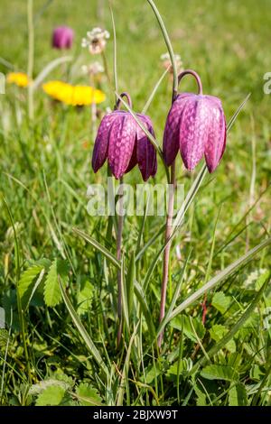 Snake's Head Fritillaries, Fritillaria meleagris Stock Photo