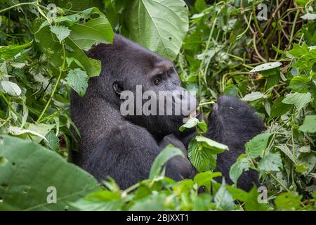 Gorilla in wilderness national park Democratic Republic of Congo green forest Stock Photo