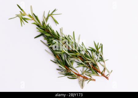 Rosemary isolated on white background, Top view. Stock Photo