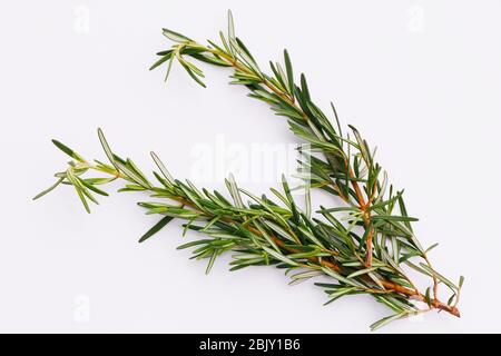 Rosemary isolated on white background, Top view. Stock Photo