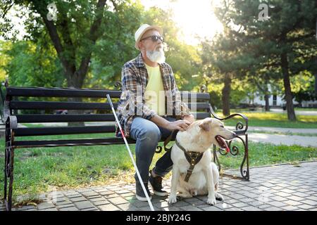 Blind mature man with guide dog sitting on bench in park Stock Photo