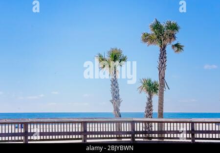 Palm trees stand on the beach, March 4, 2016, in Gulf Shores, Alabama. Stock Photo