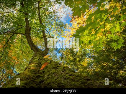 Green moss on a maple trunk during autumn Stock Photo