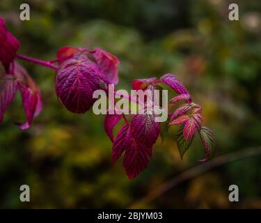 Raspberry bush (Rubus idaeus) magenta leaves over a dark green blurred background Stock Photo