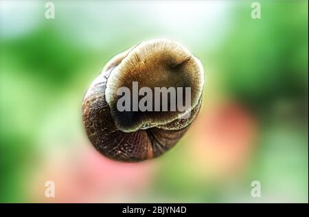 Small snail crawling on a window. The underside of the snail Stock Photo