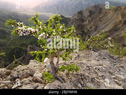 A blossom bush of wild cherry in natural background. Stock Photo
