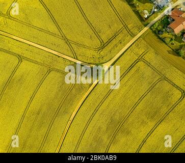 Spreaded roads through a rapeseed field highly droneshot from above with a single tree in the centre, yellow is the dominating color. Stock Photo