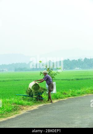 indian agriculture,kerala agriculture,palakad paddy field,indian farmer,indian cultivation,farmer india,farming Stock Photo