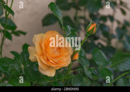 Beautiful yellow rose in bloom, close up in the garden Stock Photo