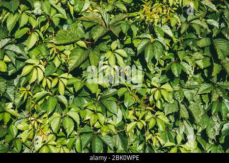Virginia creepers plant or Parthenocissus quinquefolia Green hedge on the fence Stock Photo