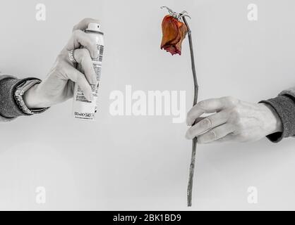 Two female hands hold a spray can and a dry red rose to symbolize the serious environmental problems that put our planet at risk Stock Photo