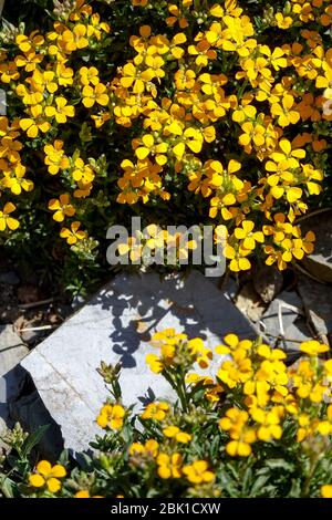 Wallflower Erysimum pulchellum 'Altgold' alpine plants rockery Stock Photo