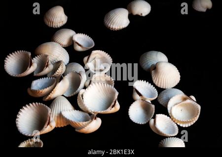 many seashells on black background Stock Photo