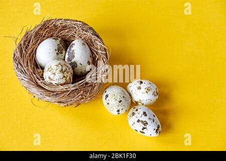 Easter nest and fragile speckled or spotted quail eggs on yellow background with copy space for use as a easter background or spring background. Stock Photo